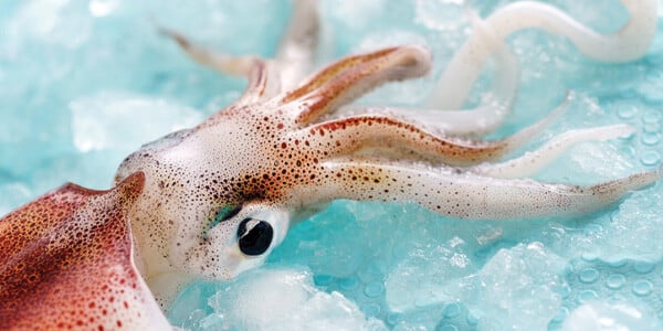 Retail Thaw Squid graphic_1764585013_f2401e2c